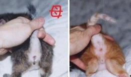 黑哥爆料猫被结扎视频,猫咪结扎手术全过程揭秘